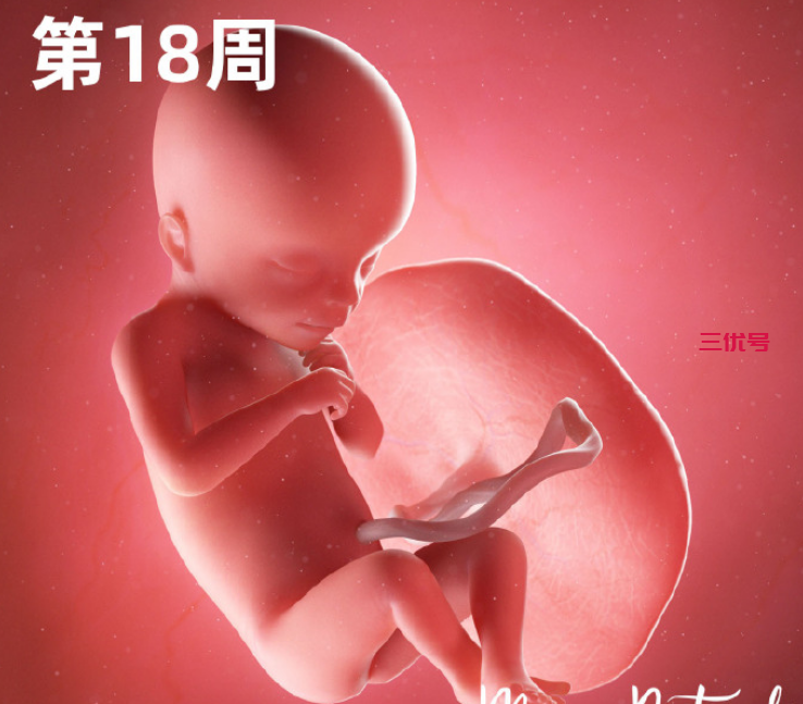 一组高清过程图告诉你：胎宝在妈妈子宫里怎么成长的？生命真神奇