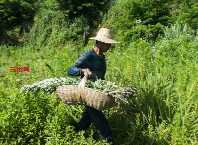 家里蚊虫多，农村老人说，栽种这五种植物，蚊虫不敢来