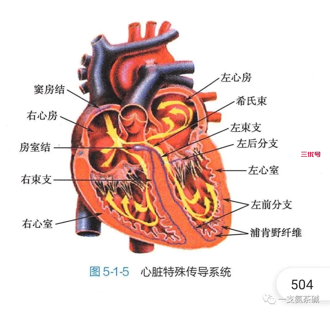 心电图九九八十一难之五胸导联和初始向量