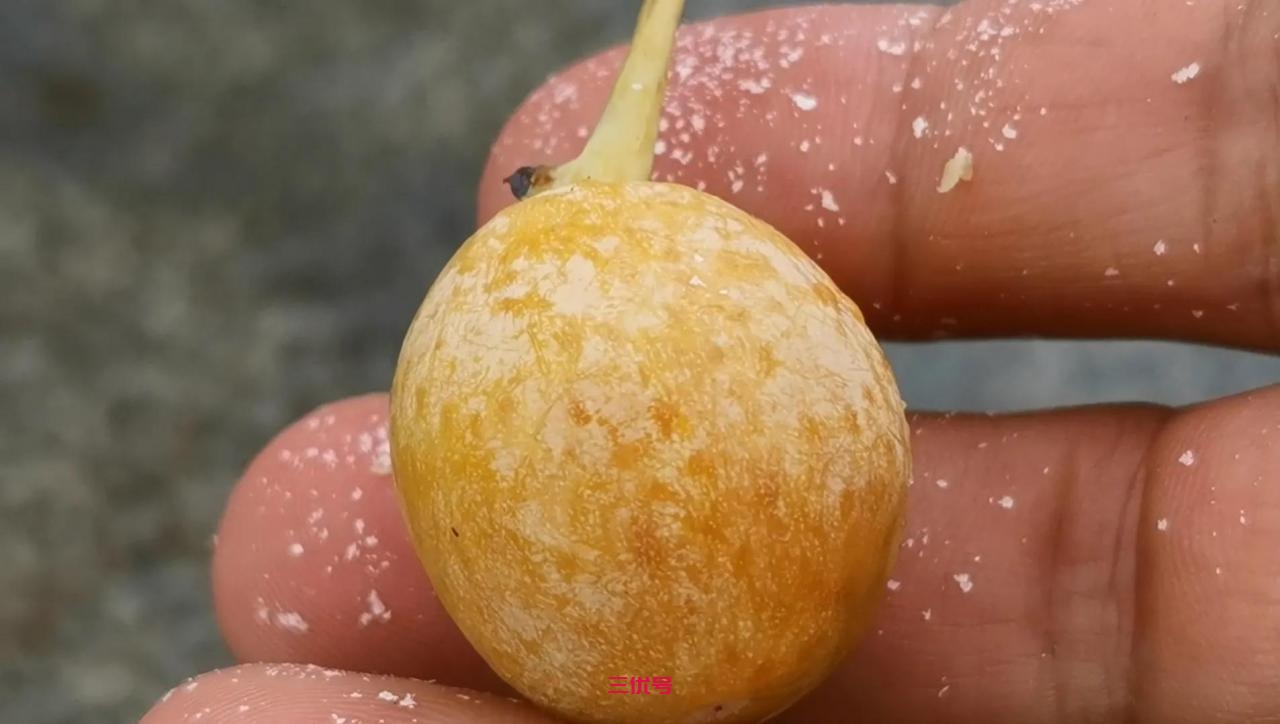 银杏果能不能生吃？果肉和果核哪个有毒？怎么吃才安全？