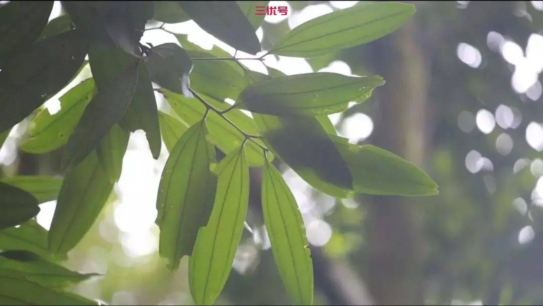 贵港这个藏在大山里的“宝藏”树，看你了解多少？