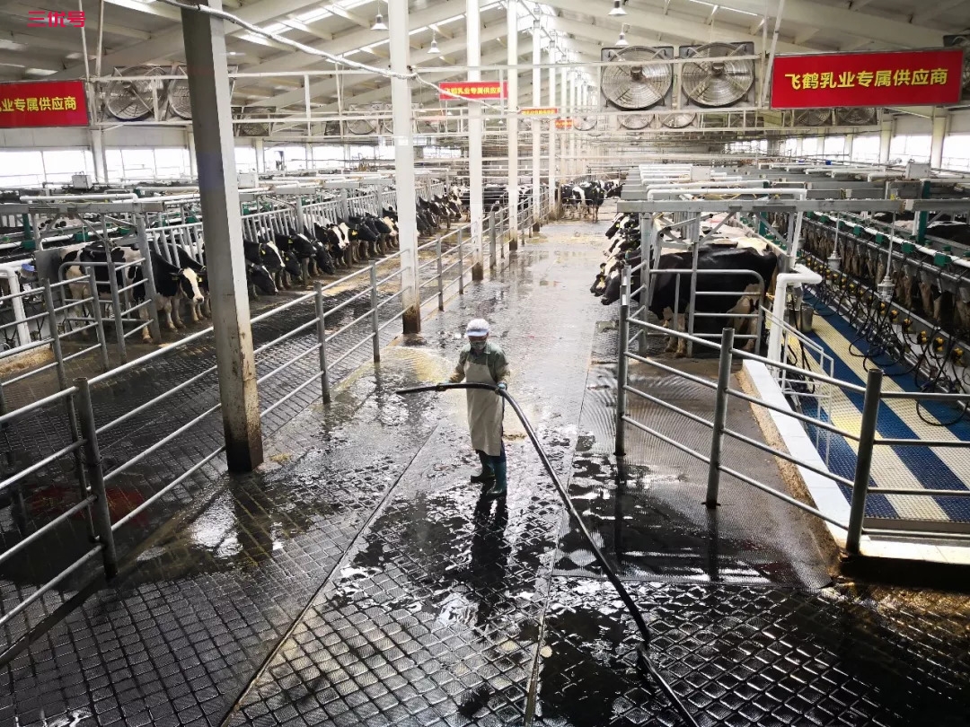 中国乳业振兴路（上）｜一头奶牛的幸福生活