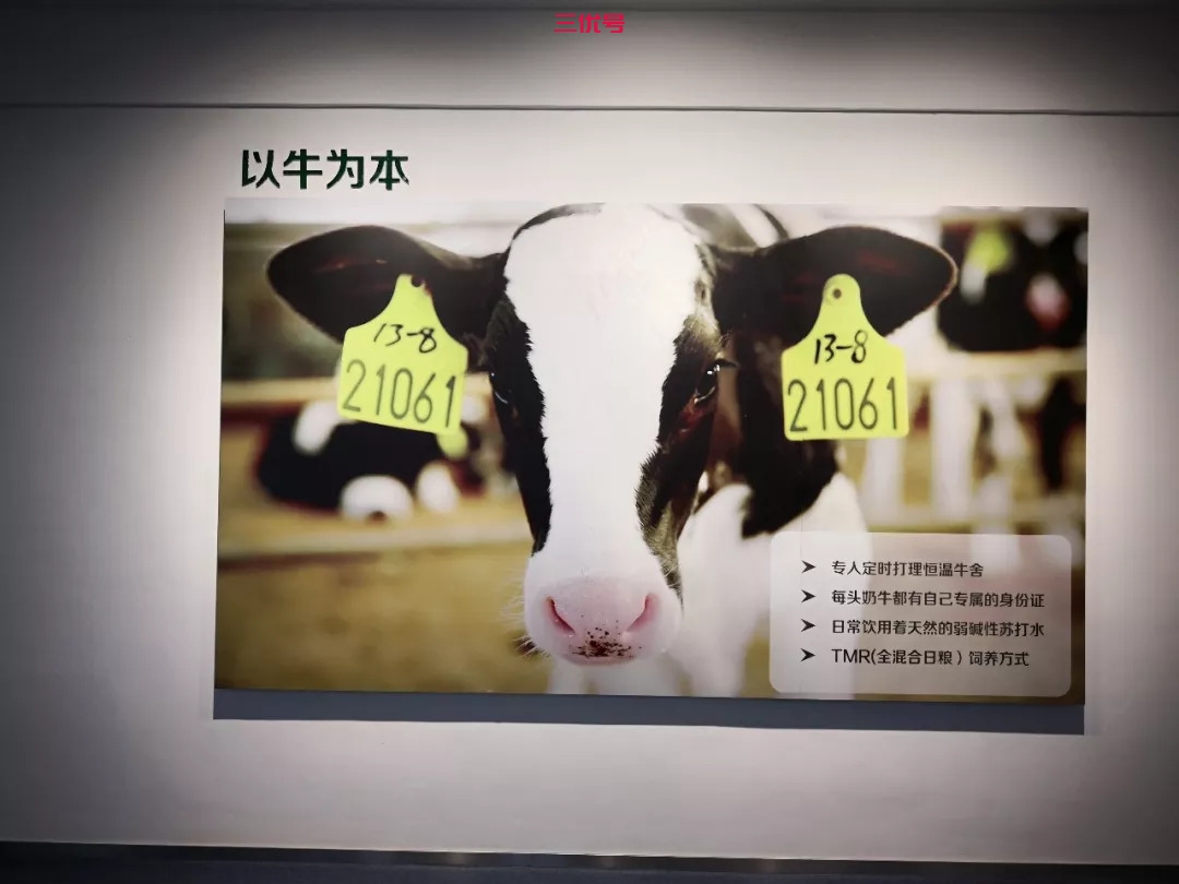 中国乳业振兴路（上）｜一头奶牛的幸福生活