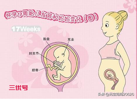 孕17周宝宝发育+妈妈变化+注意事项