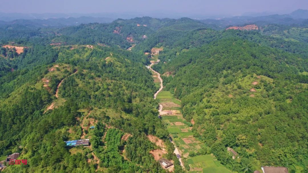 贵港这个藏在大山里的“宝藏”树，看你了解多少？