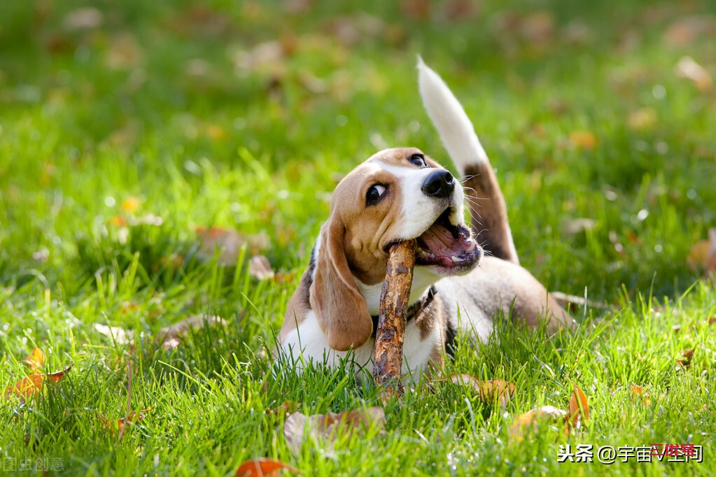 造成狂犬病的罪魁祸首，狂犬病毒究竟有多可怕？