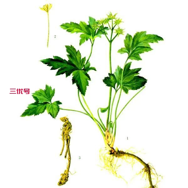 吴茱萸的功效与作用及食用方法,吴茱萸对肝的作用