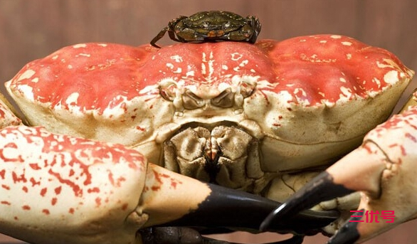 世界上最大的帝王蟹，重达三十公斤