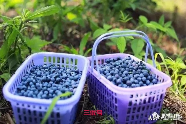蓝莓是季节性农产品，那么就把蓝莓酿造成蓝莓酒