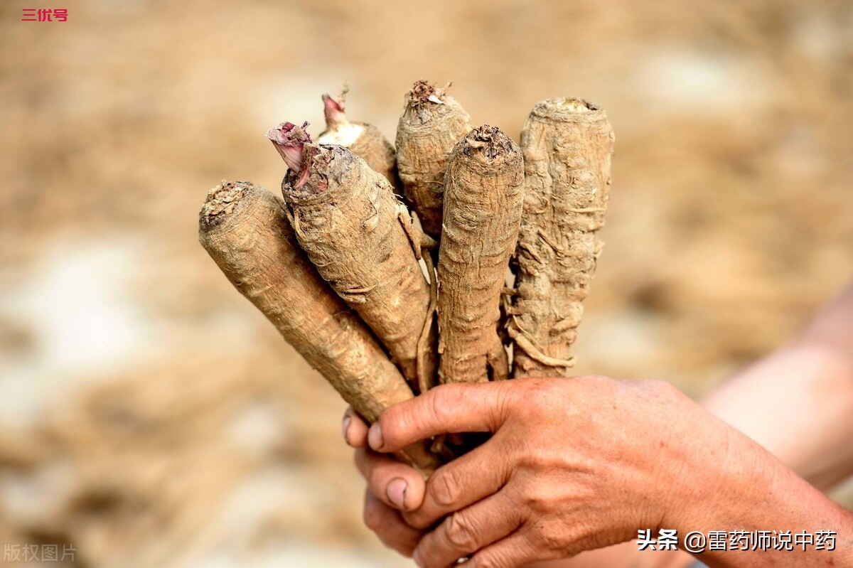 白芷和杭白芷的区别？鼻炎方面用的比较多