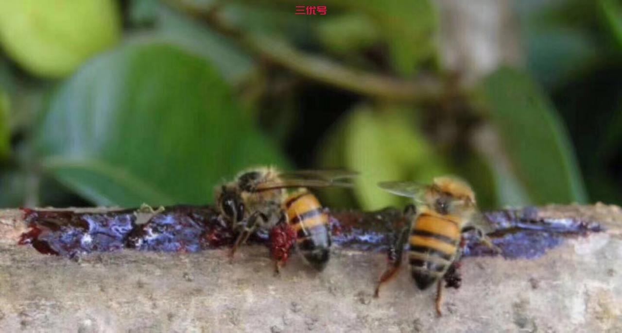 蜜蜂除了产蜜还产这些东西-----蜂胶