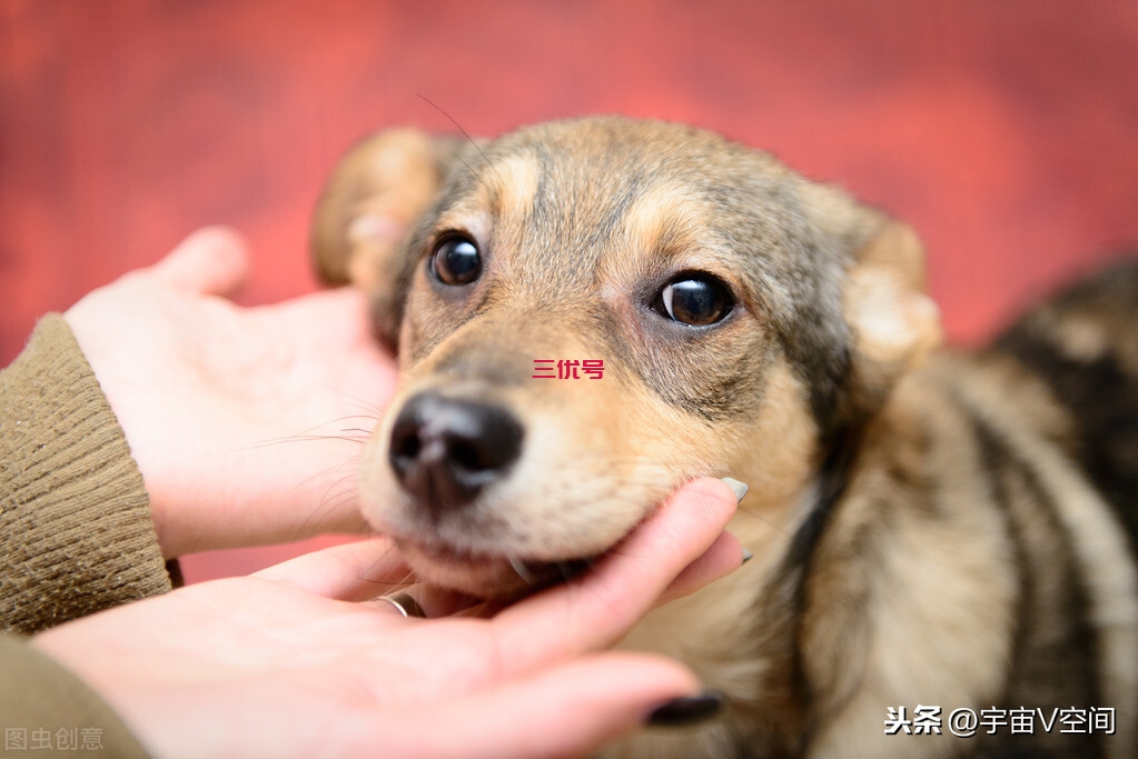 造成狂犬病的罪魁祸首，狂犬病毒究竟有多可怕？