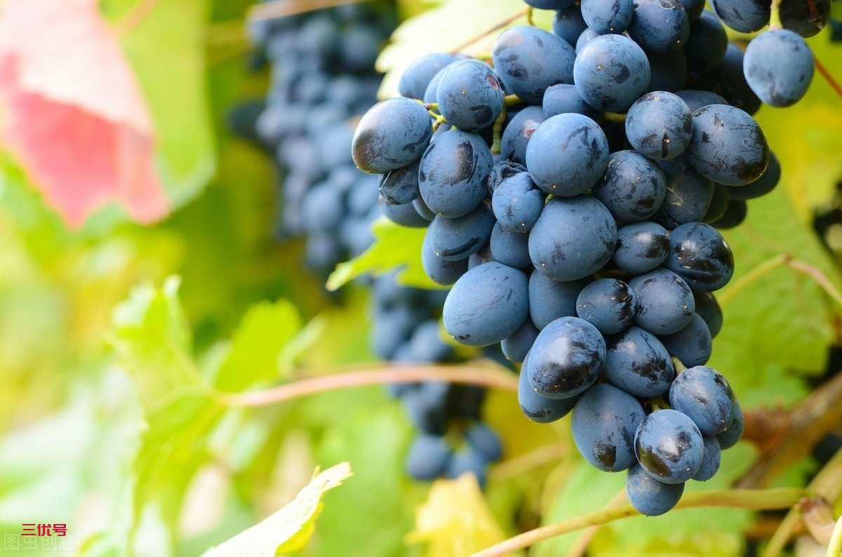 常吃葡萄好处多，新鲜葡萄和葡萄干哪个更营养？哪个更适合吃