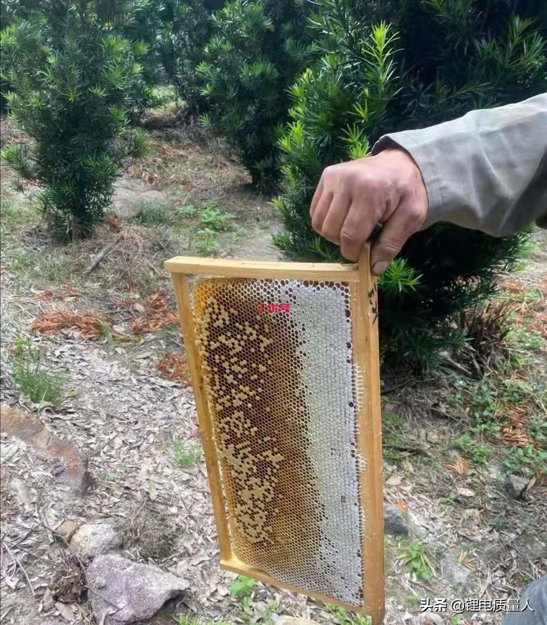 蜂蜜的种类与功效