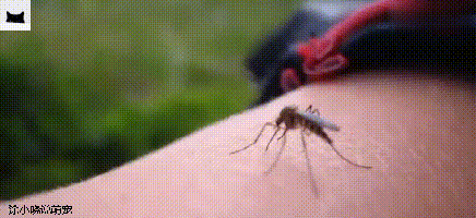巨型蚊子不但不吸血，还帮助人类消灭蚊子