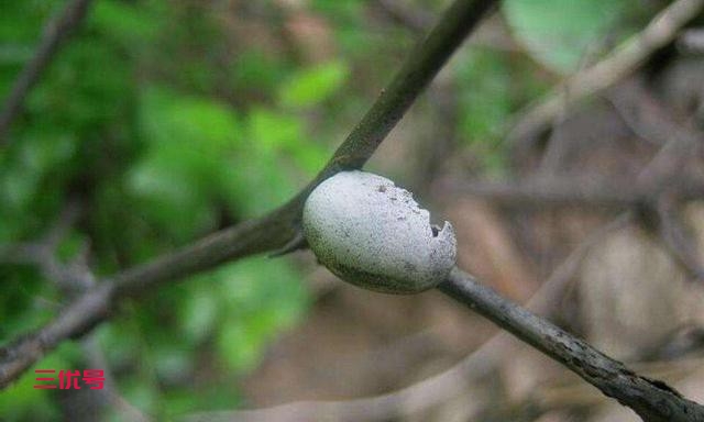 在农村茶树上生长的一种昆虫“洋辣子”，我们本地人也叫八角丁
