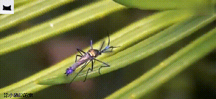 巨型蚊子不但不吸血，还帮助人类消灭蚊子