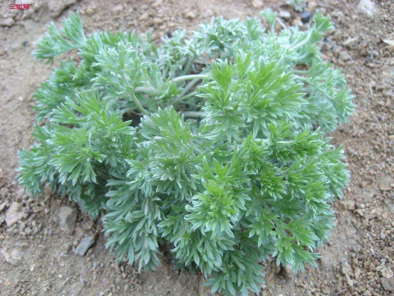 茵陈 绵茵陈 Yin Chen / Mian Yin Chen / Herba Artemisiae Scopariae / Virgate Wormwood - TCM Herbs USA 颐安行