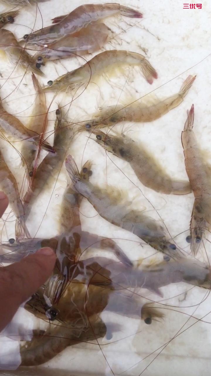 基围虾，是河虾是海虾味道真的有差