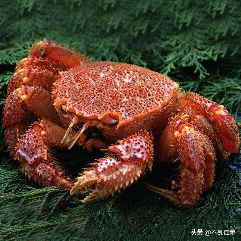 吃播界的奢侈品，这些经常会出现在吃播中的食物有多贵(一)