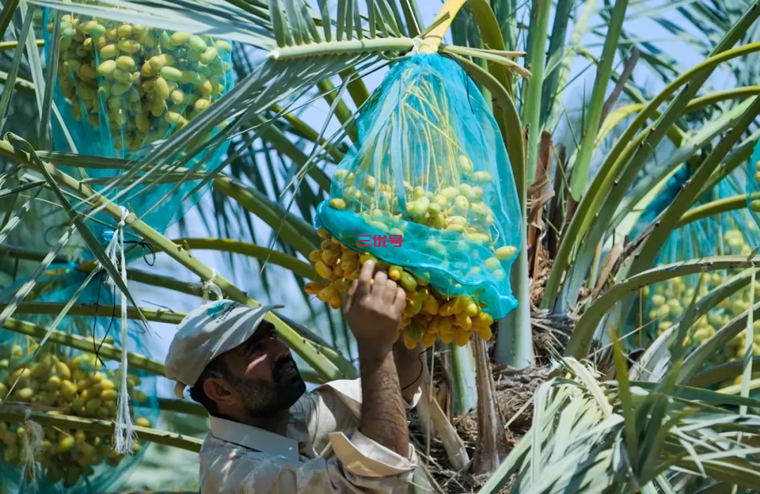 迪拜土豪都喜欢的椰枣，香甜细软，为什么在我国反响一般？