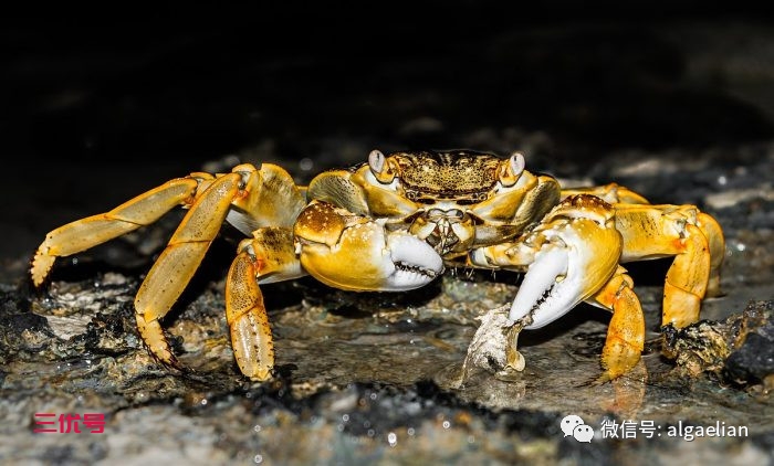 螃蟹真正吃什么？