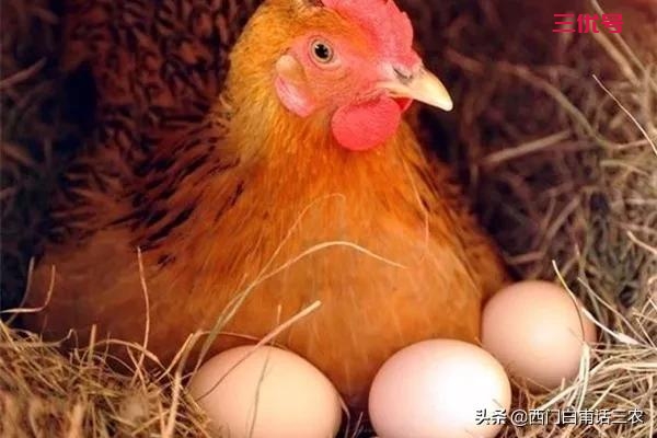 动物，没有雄性配合雌性不能生育，但母鸡不需要公鸡为啥还能生蛋