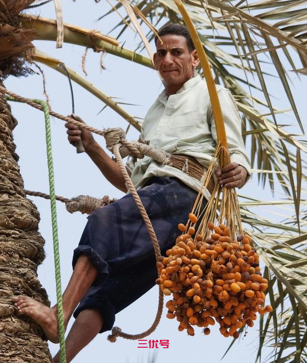 迪拜土豪都喜欢的椰枣，香甜细软，为什么在我国反响一般？