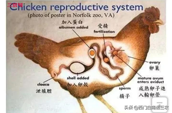 动物，没有雄性配合雌性不能生育，但母鸡不需要公鸡为啥还能生蛋