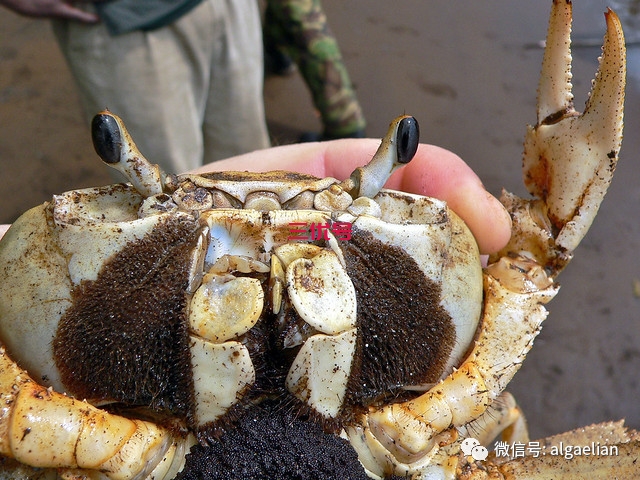 螃蟹真正吃什么？