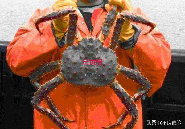 吃播界的奢侈品，这些经常会出现在吃播中的食物有多贵(一)