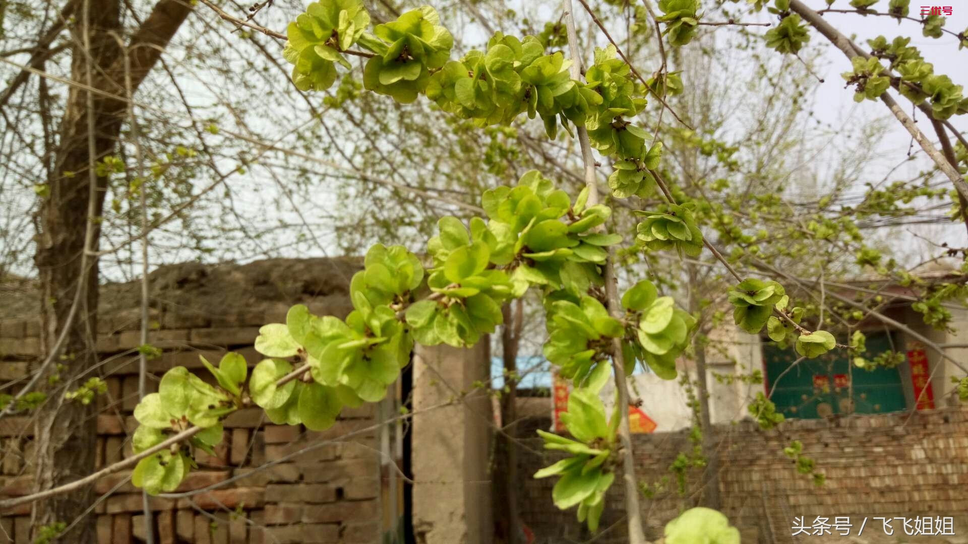 榆树-黄河三角洲树木花卉-图片